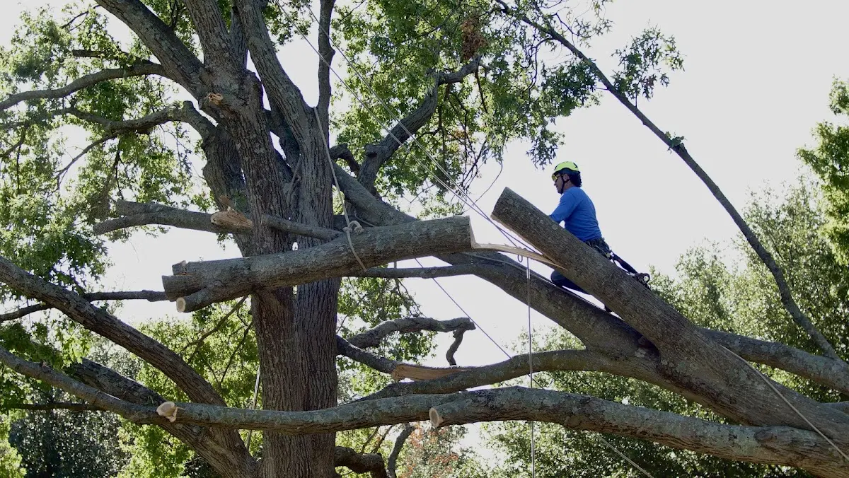 Professional Crown Thinning performed by certified arborists in Joes