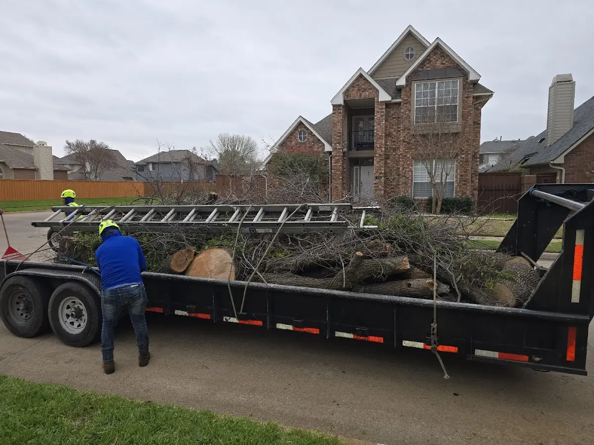 Expert Tree Pest Control with proper safety equipment in Joes